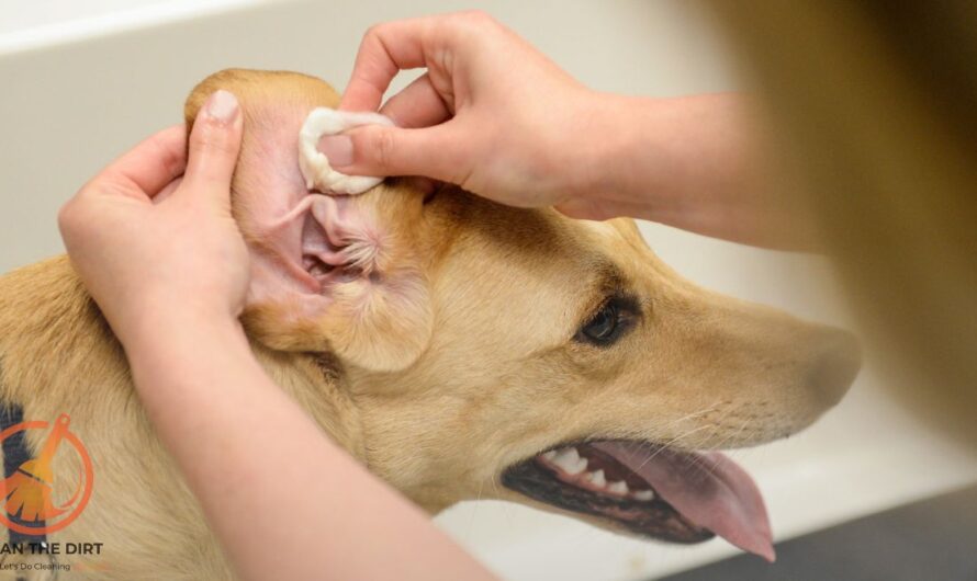 How to Clean a Dogs Ears at Home? The Ultimate Guide