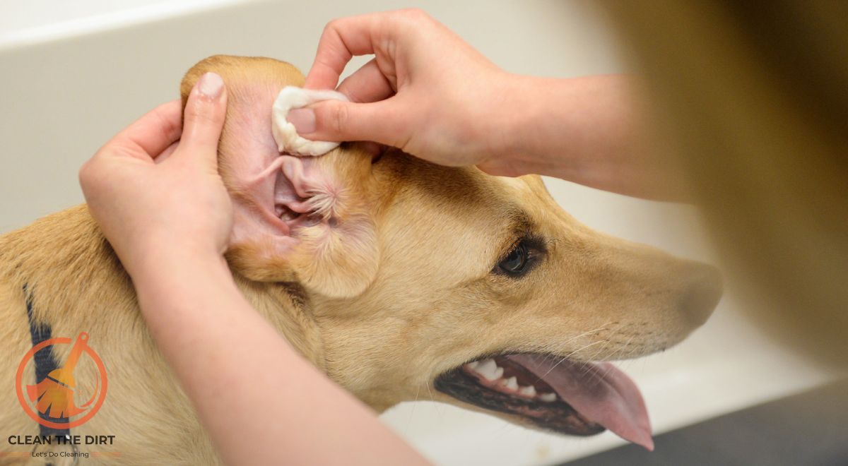 How to Clean a Dogs Ears at Home? The Ultimate Guide How to Clean a Dogs Ears at Home