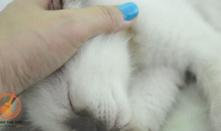 How to Clean Cat Ears Without Solution? Effective and Safe Methods How to Clean Cat Ears At Home