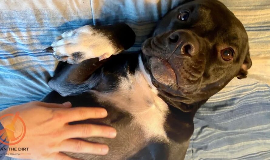 How to Clean Dog Stomach Naturally? Effective Methods