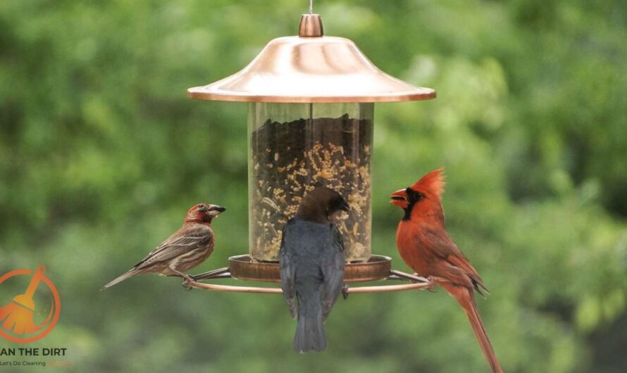 How to Clean Bird Feeders? Essential Tips and Tricks