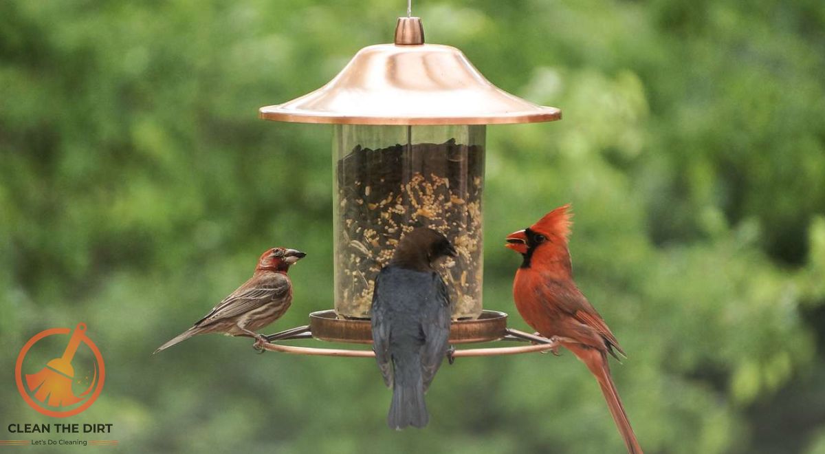 How to Clean Bird Feeders? Essential Tips and Tricks How to Clean Bird Feeders