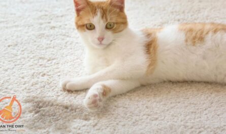 How to Clean Cat Pee from Carpet? Effective Methods How to Clean Cat Pee From Carpet