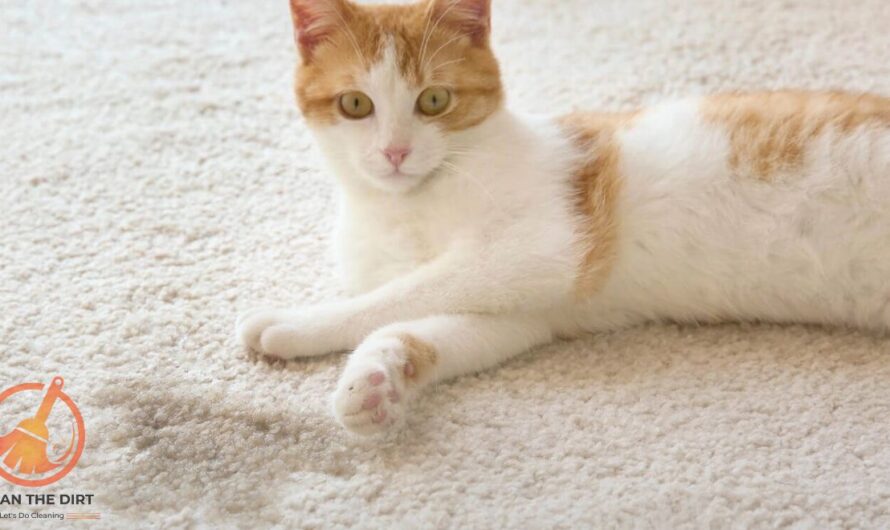 How to Clean Cat Pee from Carpet? Effective Methods